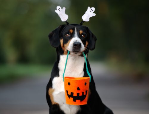 A Pet Owner’s Guide to Preventing Halloween Disasters
