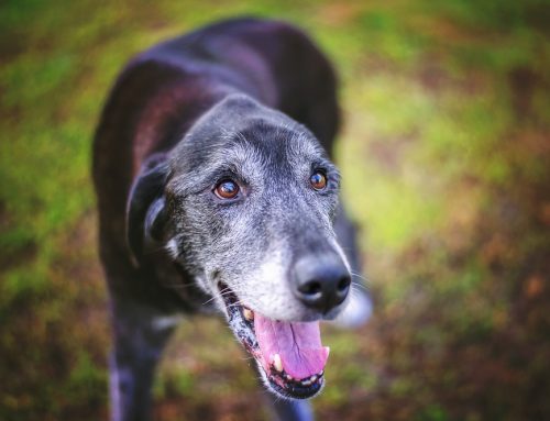 What to Expect at the Vet as Your Pet Ages