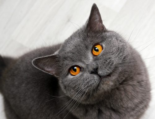 7 New Year’s Resolutions For Pets