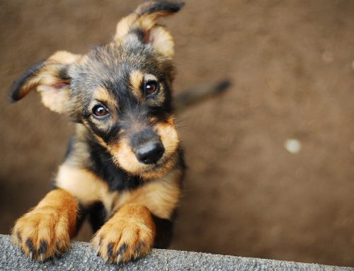 New Puppy Prep 101