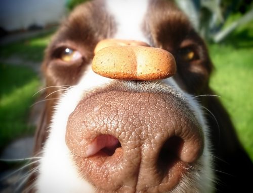 How To Treat Your Dog, The Healthy Way